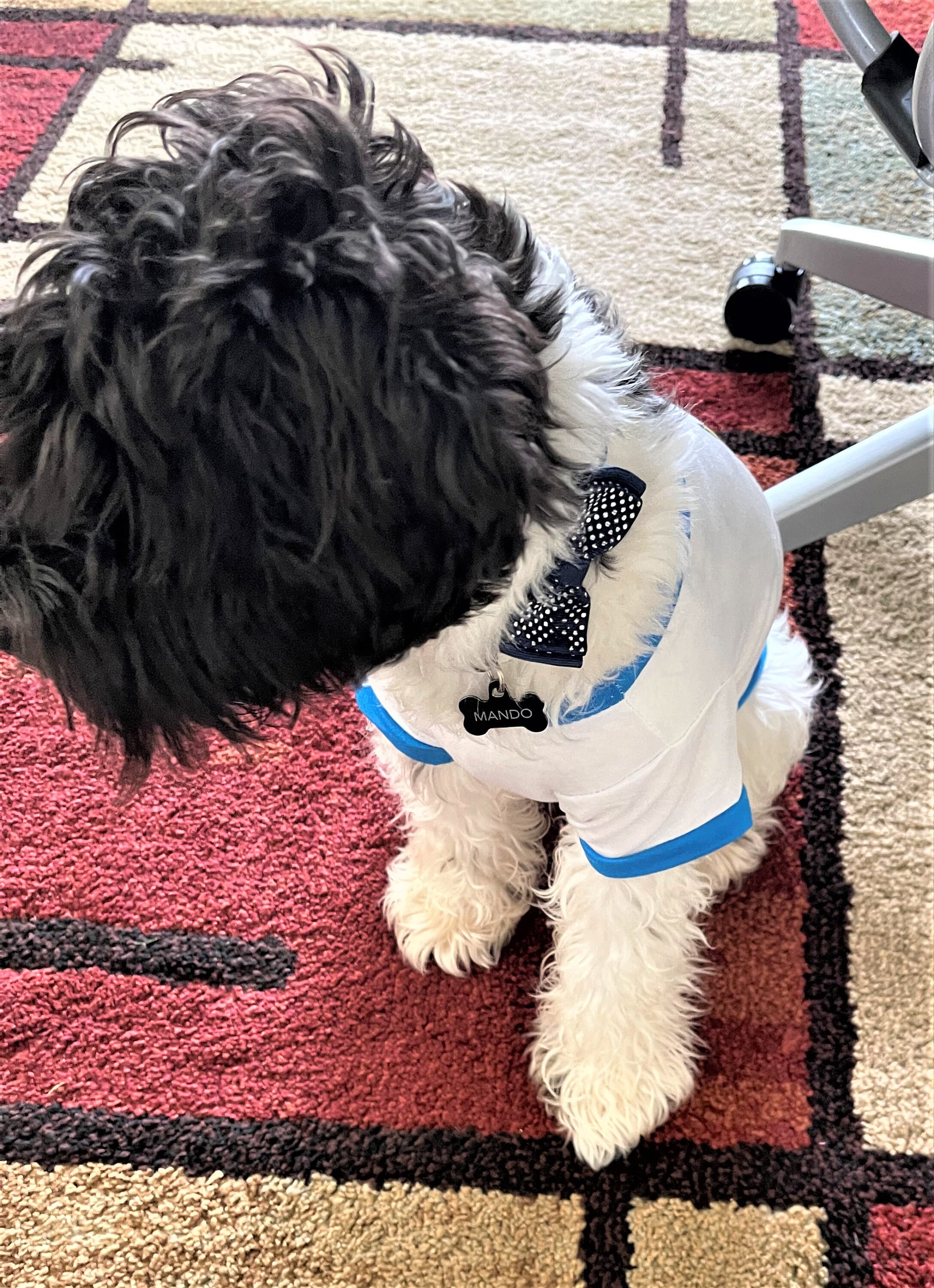 Sublimation Blank Dog Shirt Pet Shirt Polyester Dog Tee for Etsy