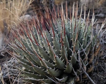 Agave Titanota 'caesar' - アガベ チタノタ “シーザー” - 凱撒嚴龍