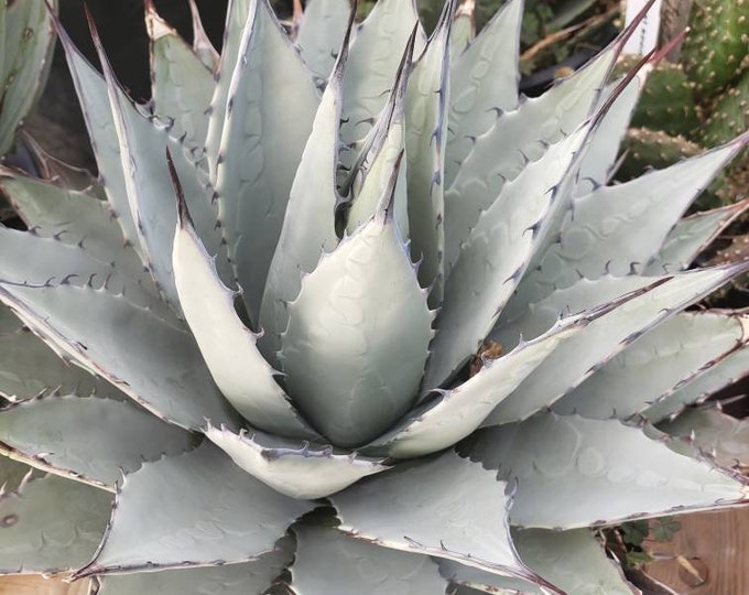 Agave Parryi V Neomexicana X Utahensis COLD HARDY CACTUS - Etsy