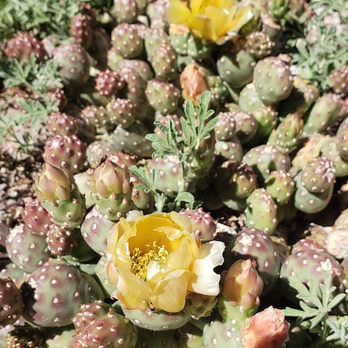 Opuntia Fragilis 'alberta Sunset' COLD HARDY CACTUS Etsy