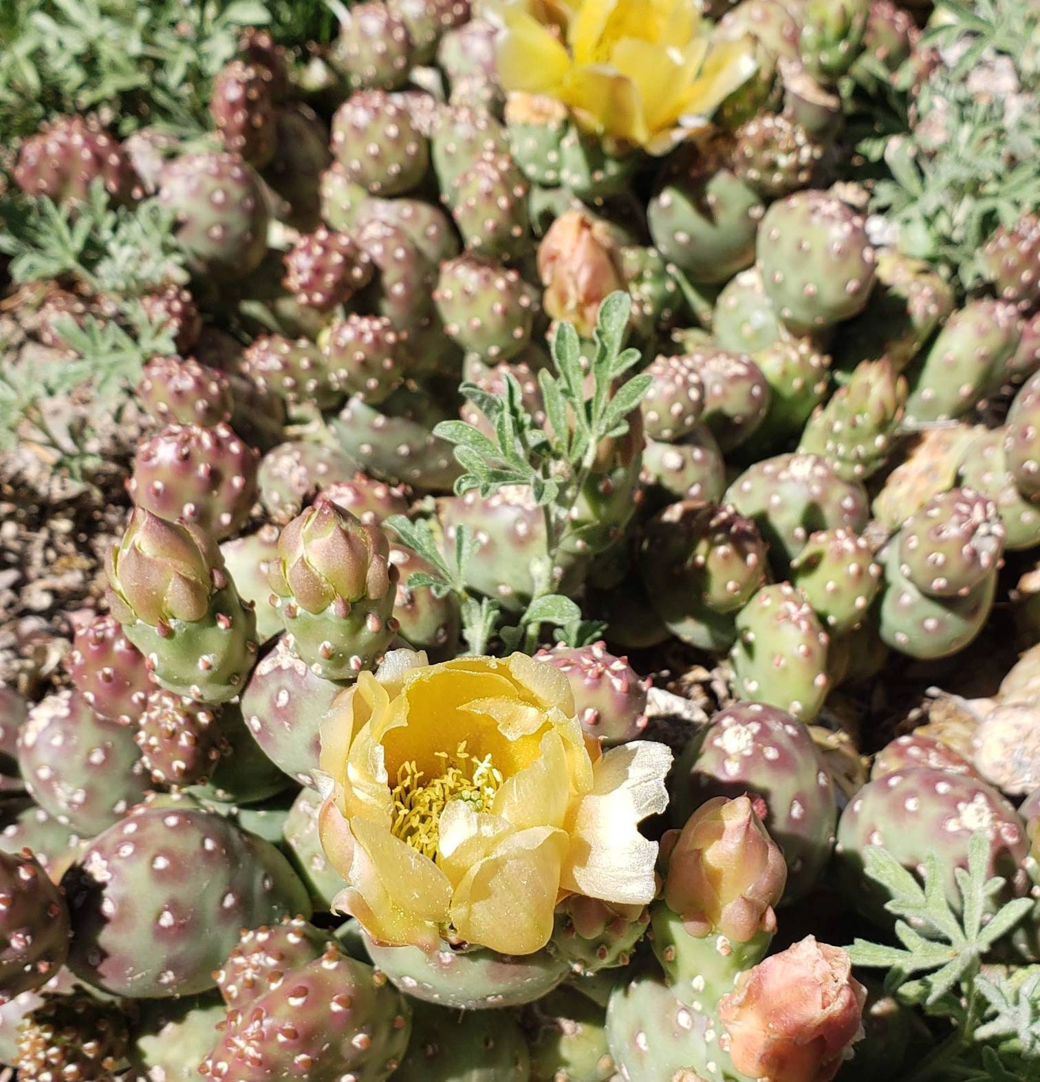 Opuntia fragilis (Potato Cactus) COLD HARDY CACTUS