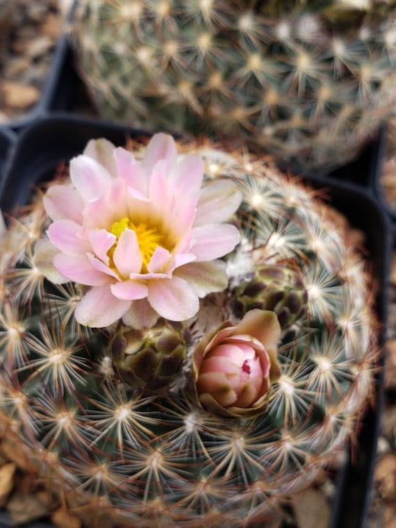 Pediocactus simpsonii (large) COLD HARDY CACTUS