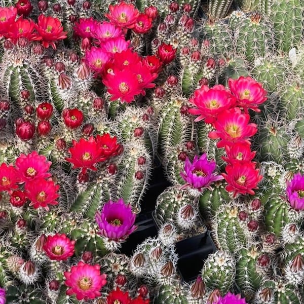 Echinocereus hybrids COLD HARDY CACTUS