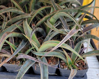Yucca baccata v. vespertina COLD HARDY CACTUS