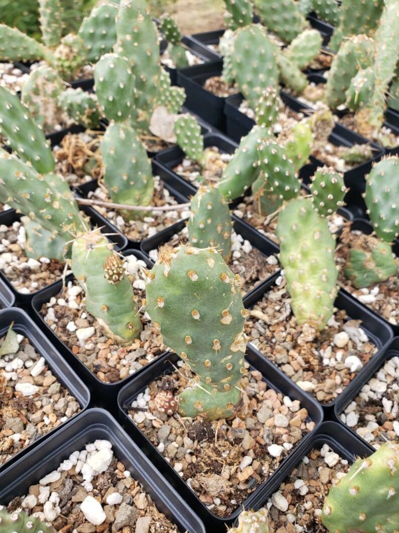 Opuntia hybrid 'Super Rutila' COLD HARDY CACTUS Etsy