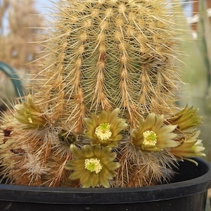 Echinocereus Russanthus Ssp Weedinii COLD HARDY CACTUS - Etsy