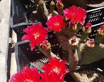 Opuntia hybrid 'Royal Red' COLD HARDY CACTUS