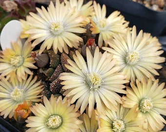 Aloinopsis luckhoffii COLD HARDY CACTUS