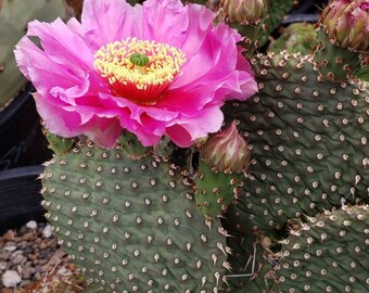 Opuntia 'Blushing Maiden' COLD HARDY CACTUS