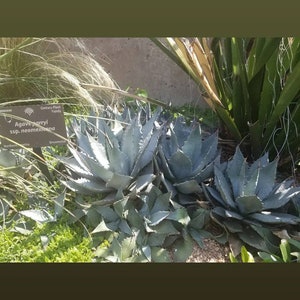 Agave parryi v neomexicana COLD HARDY CACTUS