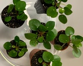 Pilea peperomioides Chinese Money Plants
