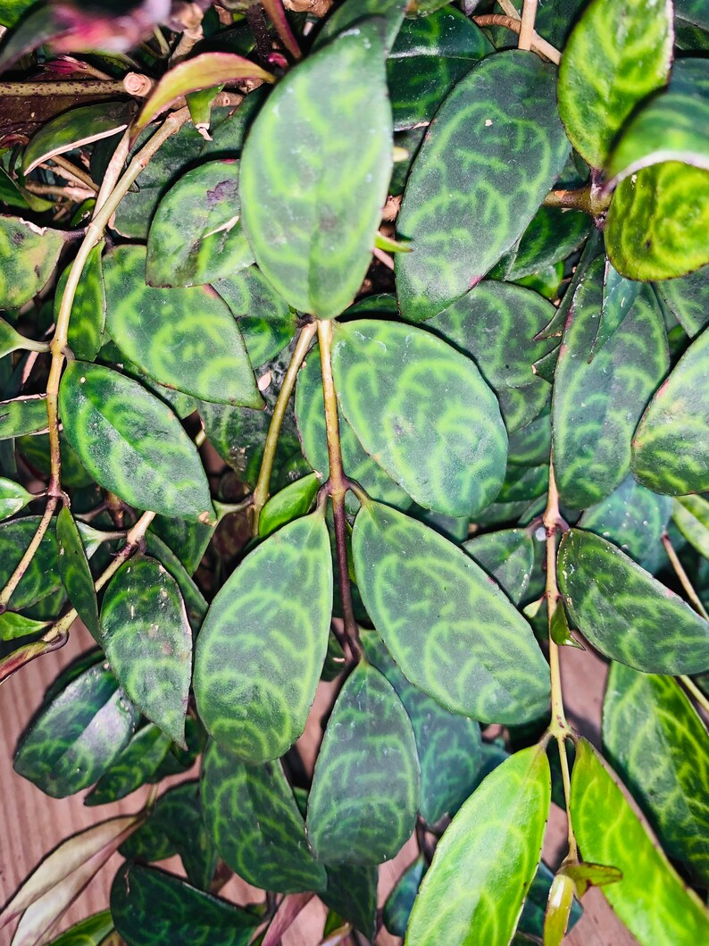 Black Pagoda Lipstick plant cuttings / Aeschynanthus ...