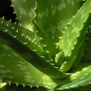 agave alba Agave a. medio-picta 'alba' main image 1