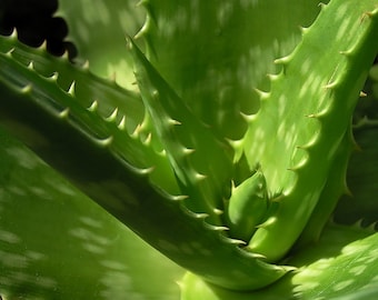 5 Aloe Vera Pflanze Sukkulenten Welpe (3-6 Zoll) Barbadensis Pink / Lila / Orange Blüte, medizinische Verwendung, essbare Pflanze, Kochen, Hautpflege,