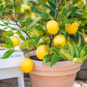 May include: A potted lemon tree with several ripe yellow lemons hanging from the branches. The tree is in a terracotta pot.