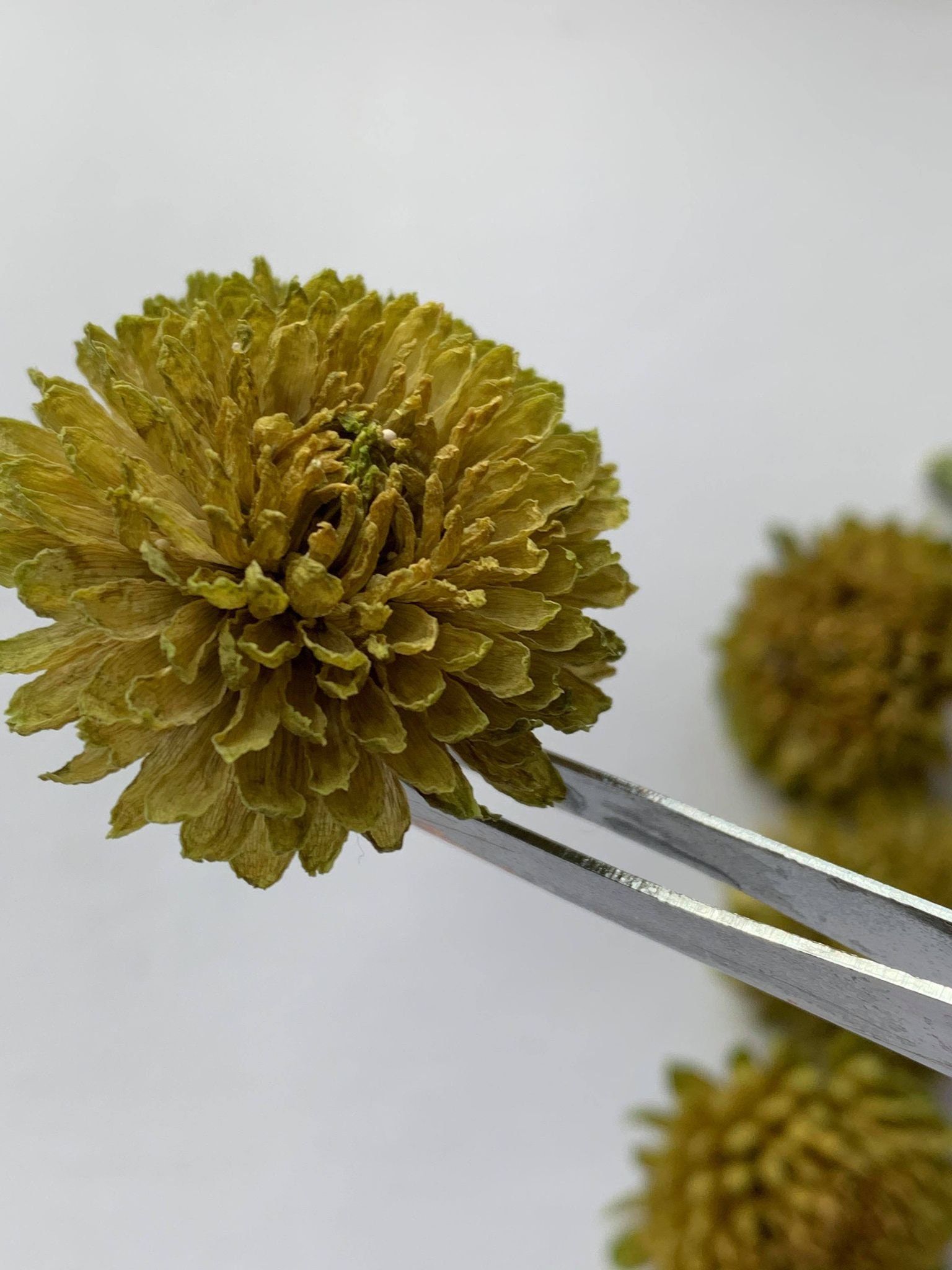 30 Real Preserved Santini Chrysanthemum Olive Green/Yellow Etsy