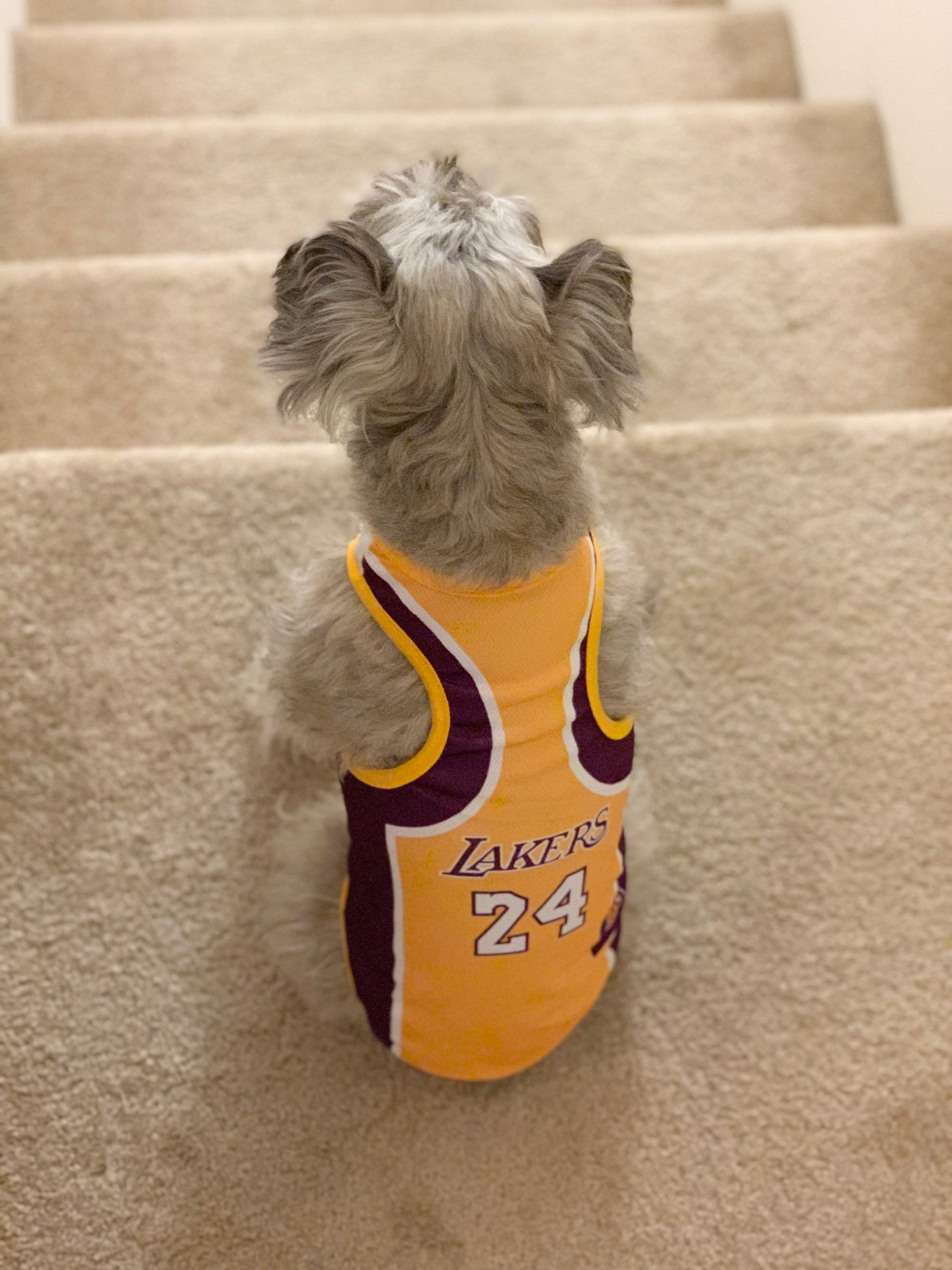 Lakers Dog Jersey Lakers Fan Los Angeles Lakers Jersey Etsy