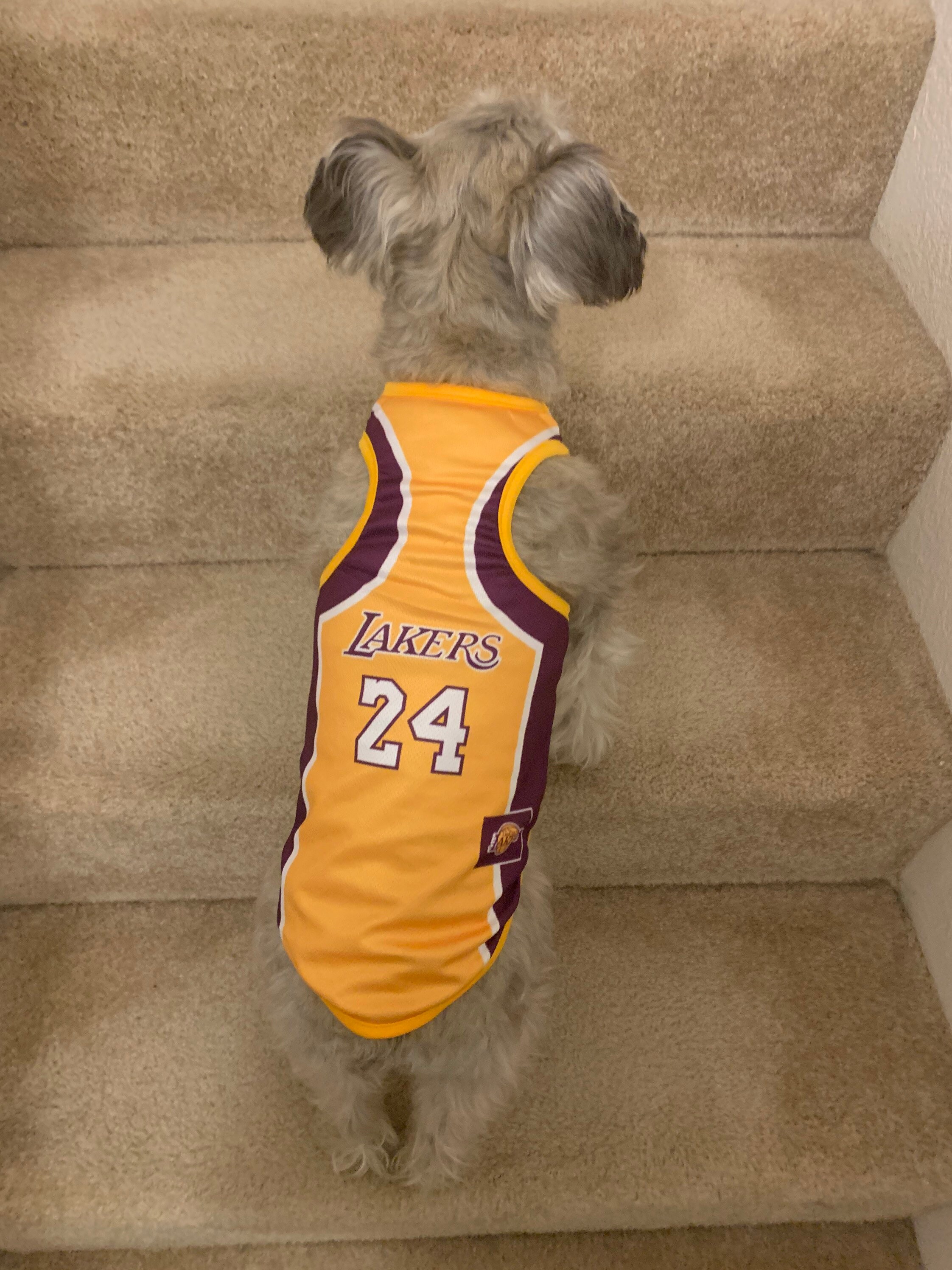 Lakers Dog Jersey Lakers Fan Los Angeles Lakers Jersey Etsy