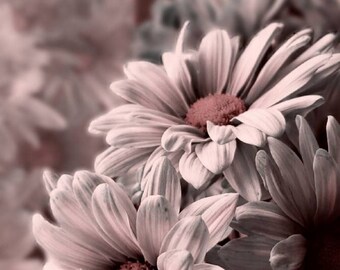 Antique Daisies- fine art paper PRINT, sepia flower macro photography, fine art photograph, farmhouse decor, country style, floral artwork