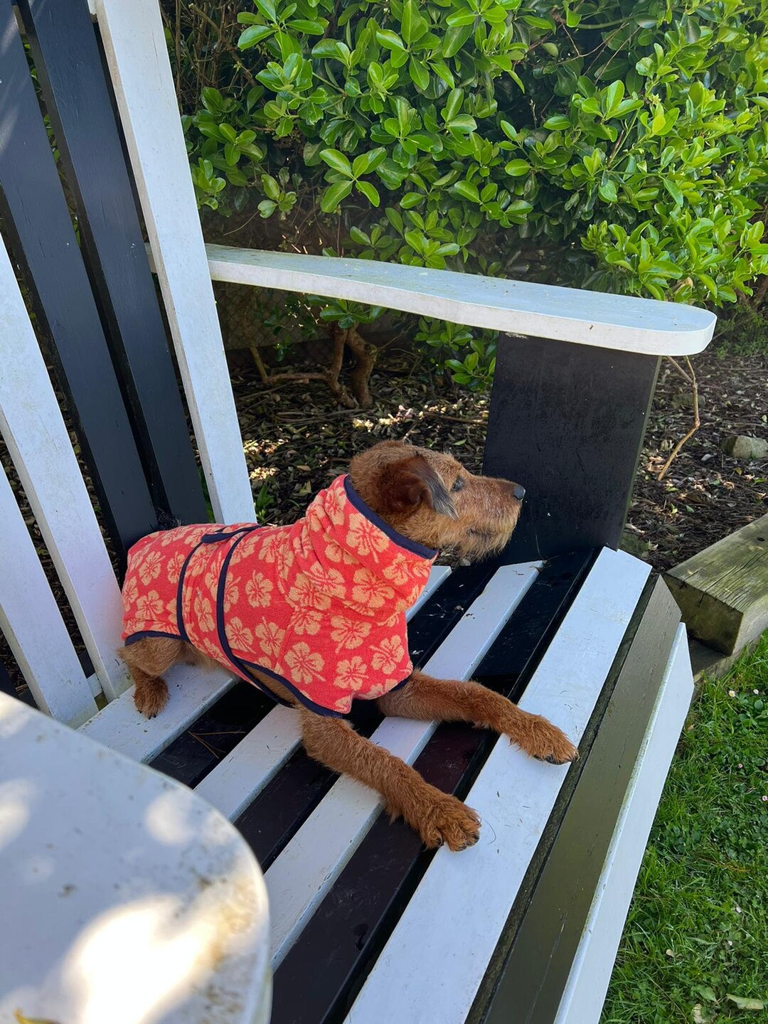 Pup Shell Harbour Hounds Dog Drying Robe: Surf Pup Shells, 100% Soft Cotton - Etsy