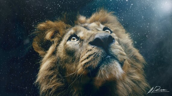 Wallpaper Lion 4k Imac Pc Wallpaper Leon Etsy Belgie