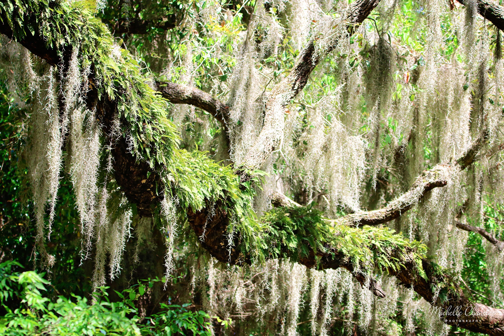 Resurrection Fern on a Live Oak Tree With Spanish Moss Etsy