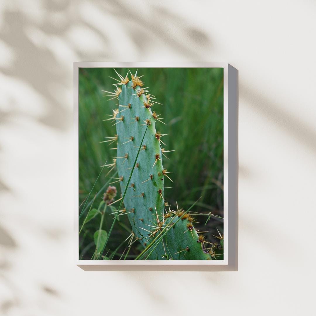 Prickly Pear Cactus Photography Print | Desert Wall Art | Texas Living ...