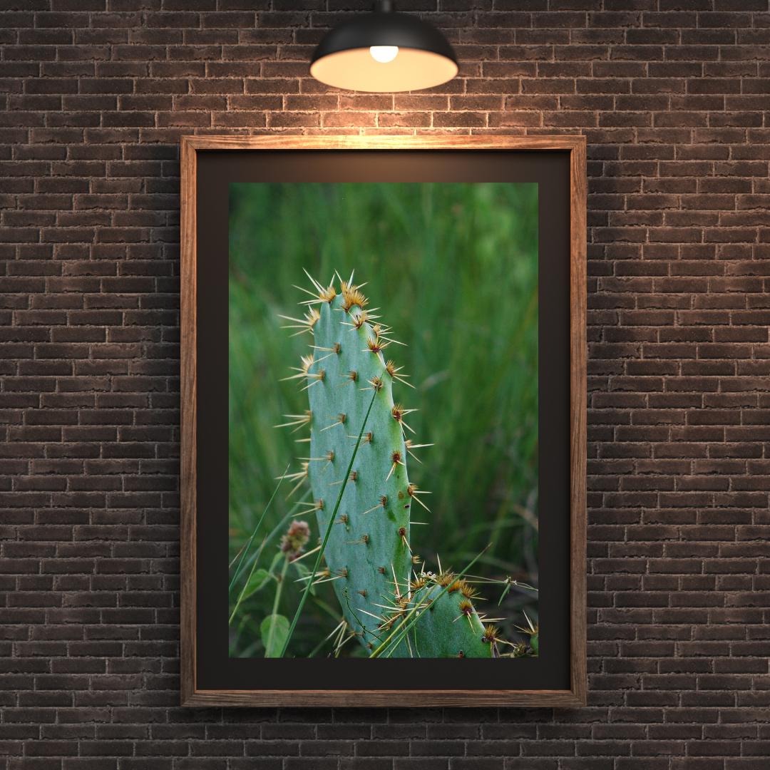 Prickly Pear Cactus Photography Print | Desert Wall Art | Texas Living ...