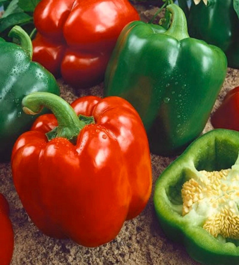 Heirloom Sweet Pepper Yolo Wonder Seeds Etsy