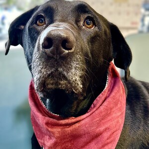 Extra large dog bandana sale