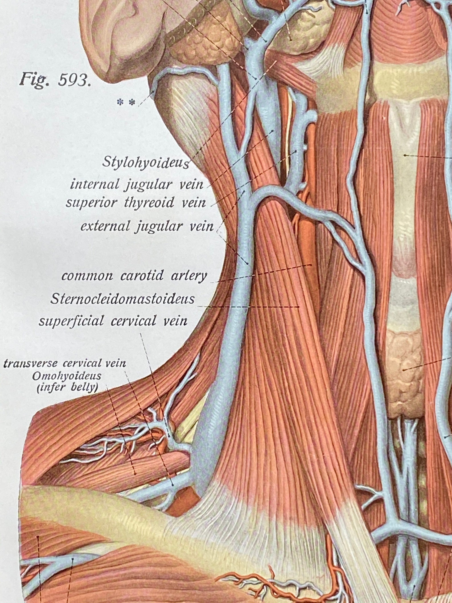Superficial Veins of the Neck and of the Subclavicular Fossa | Etsy