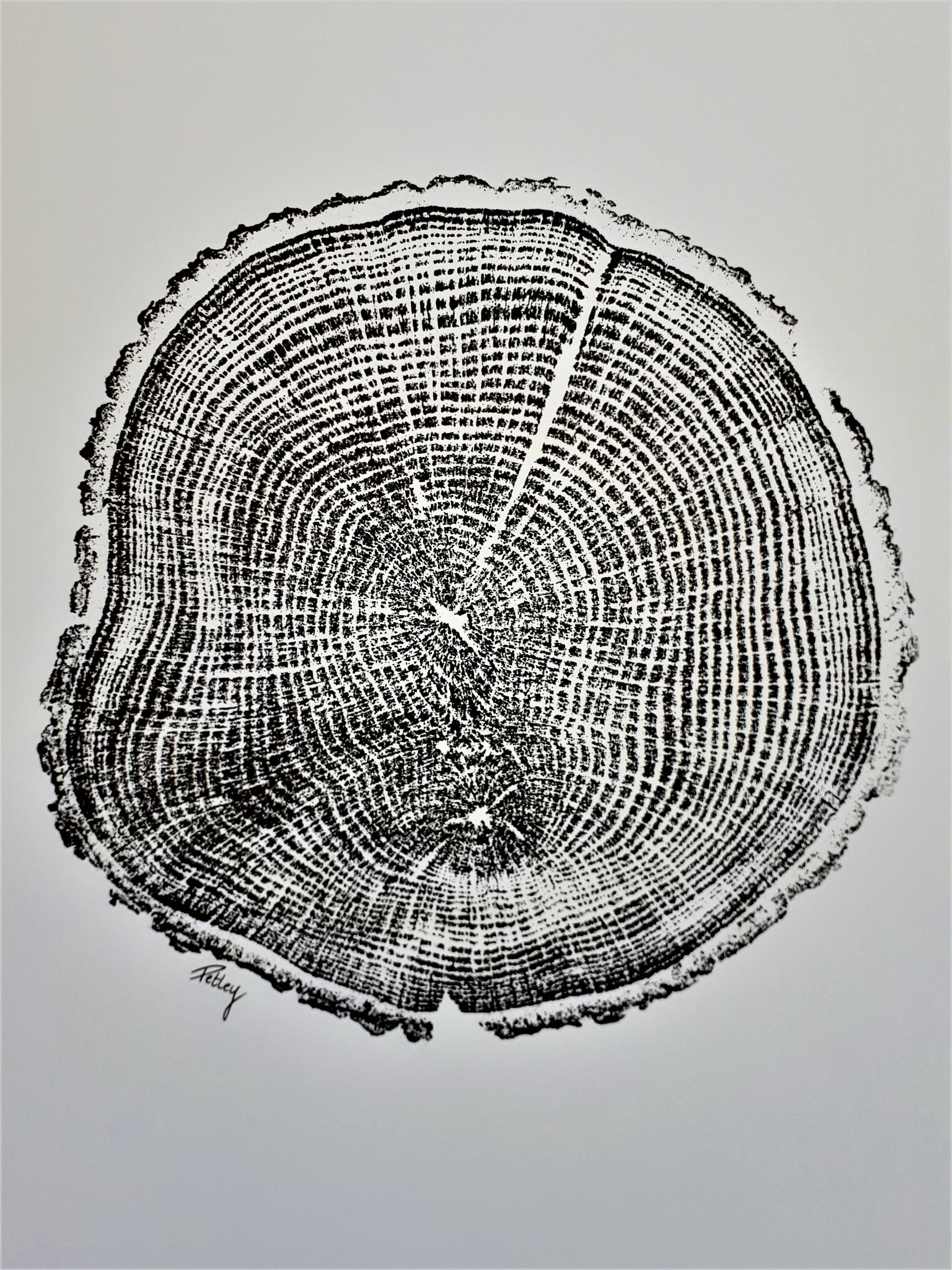 Canterbury Oak 3 . Tree Stump . Tree Rings . Boho Art . - Etsy UK
