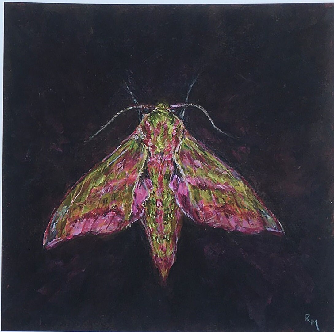 Art Print, Elephant Hawk Moth - Etsy