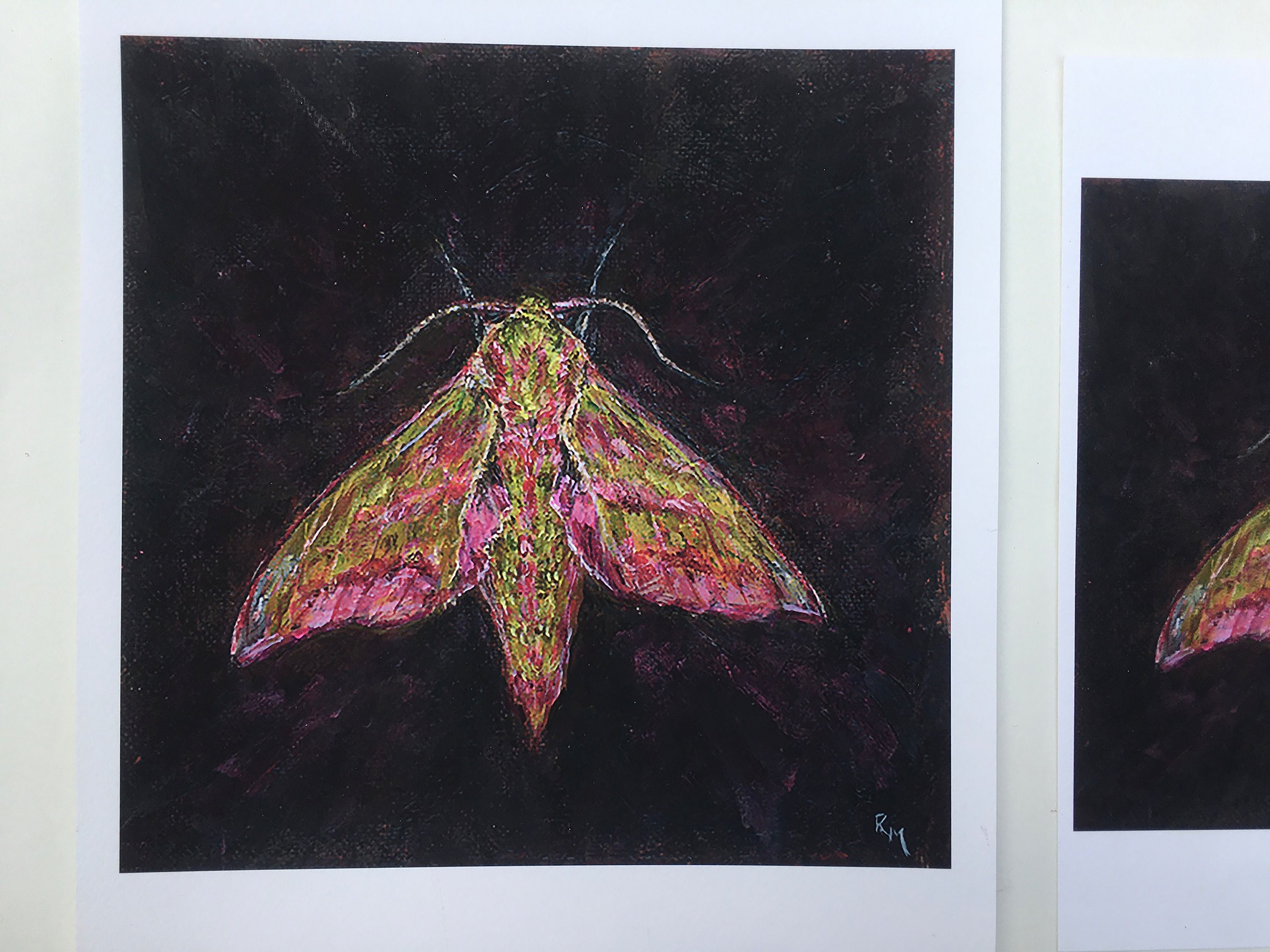 Art Print, Elephant Hawk Moth - Etsy