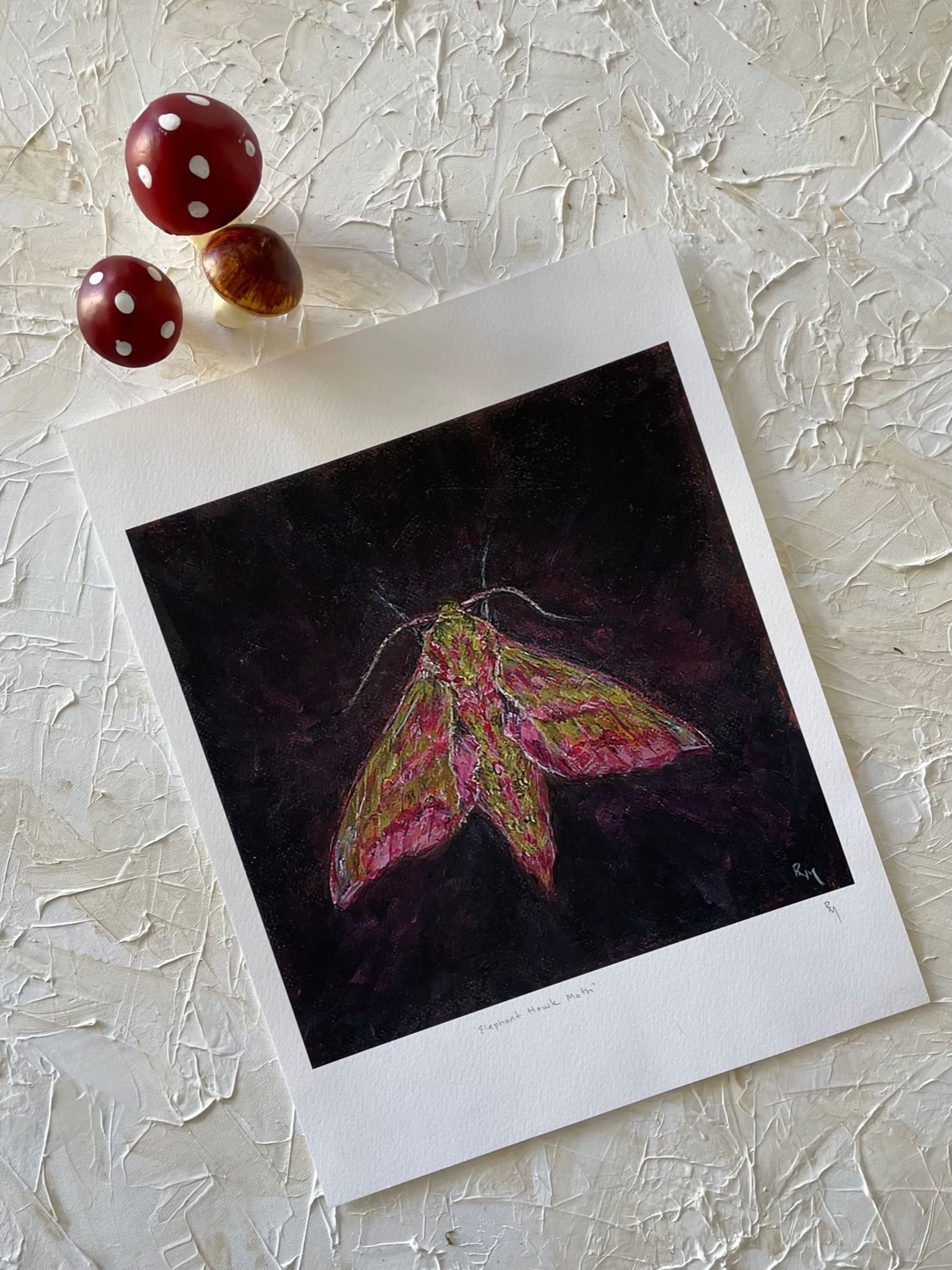 Elephant Hawk Moth Print - Etsy