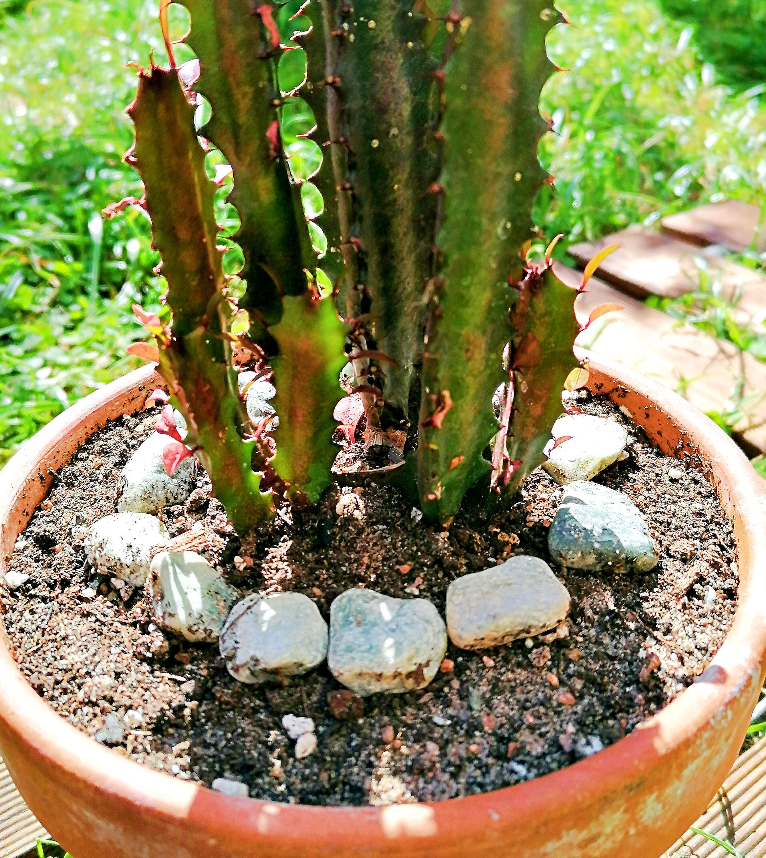 Euphorbia Trigona | 40cm African milk tree | Live ...