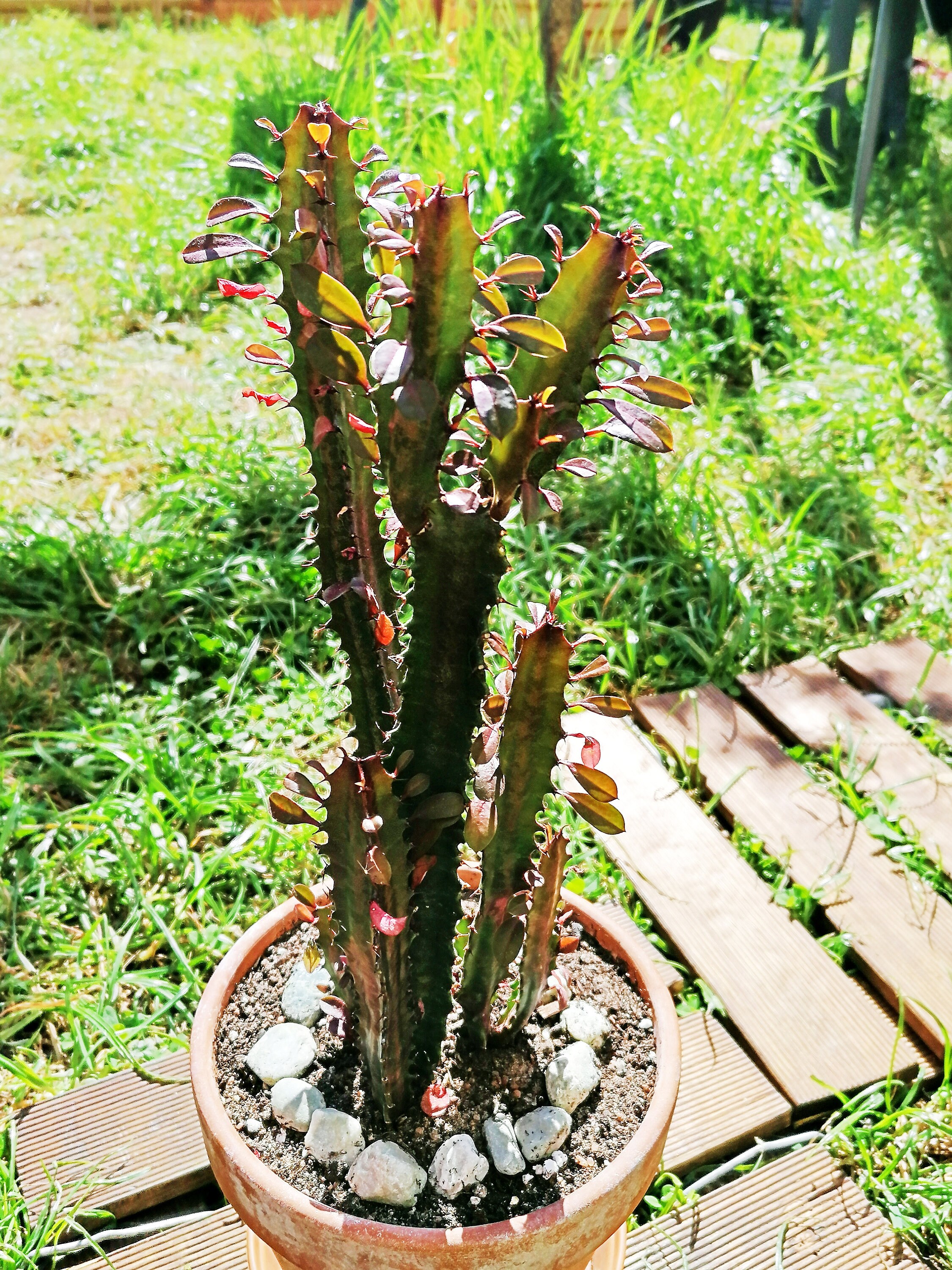 Euphorbia Trigona | 32cm African milk tree | Live ...