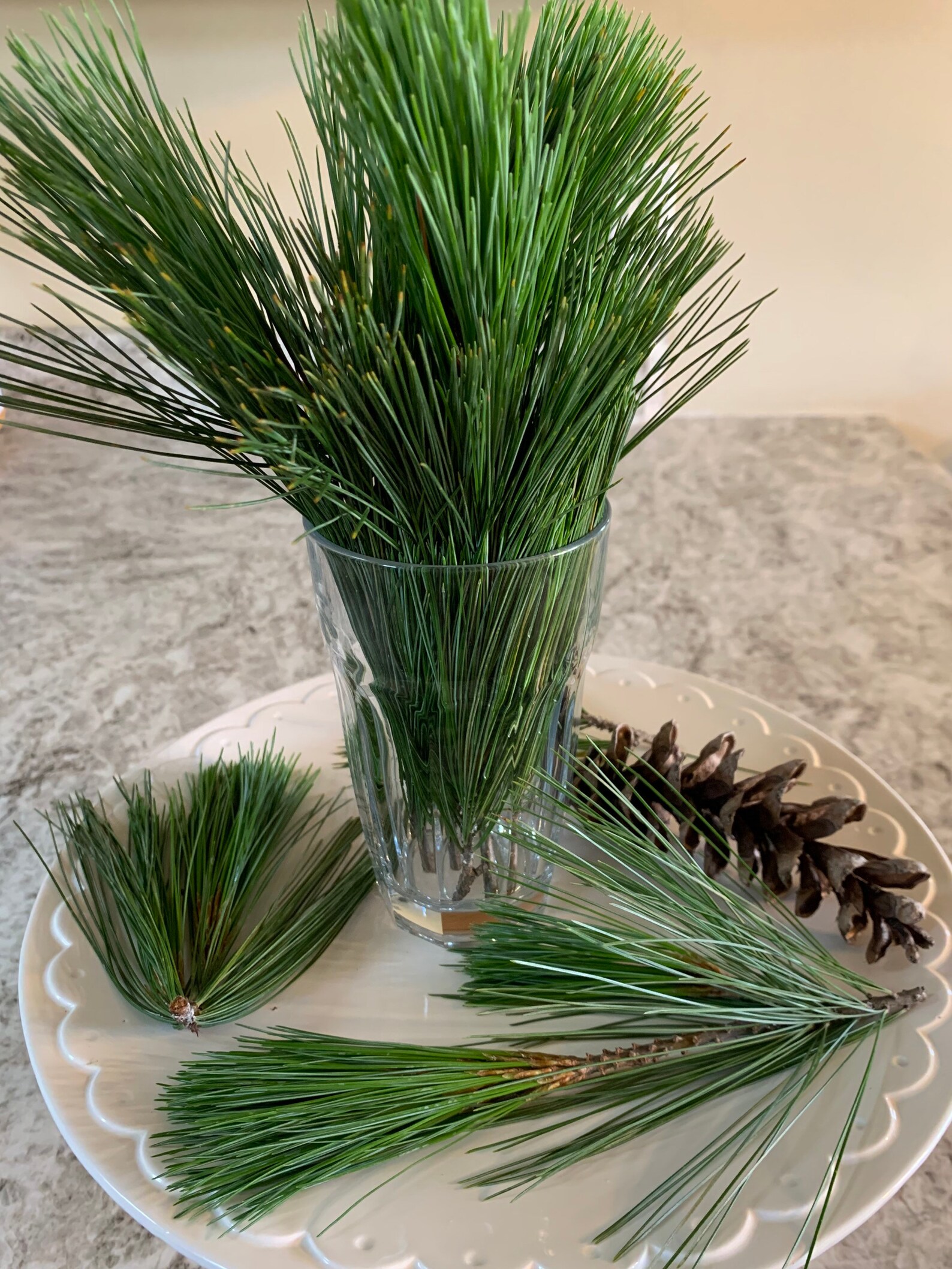 Eastern White Pine Clusters Pine Needle Tea Organic Fresh Etsy