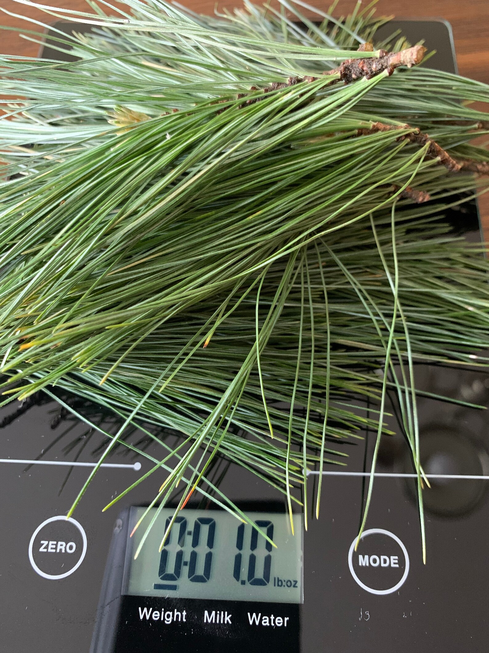 Fresh Eastern White Pine Needles Pine Needle Tea Suramin Fresh Etsy