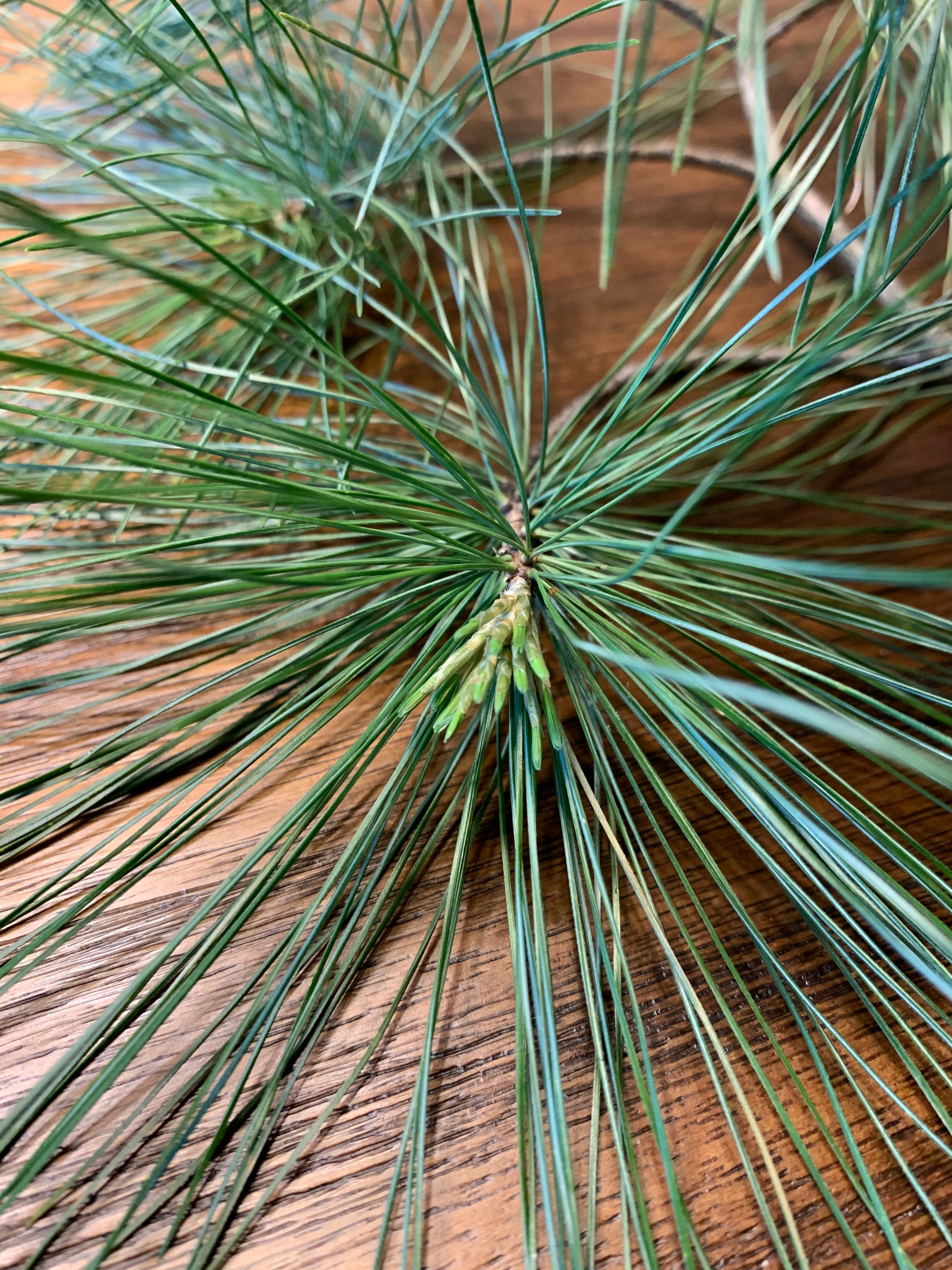 Fresh Eastern White Pine Needles Pine Needle Tea Suramin Fresh Etsy UK