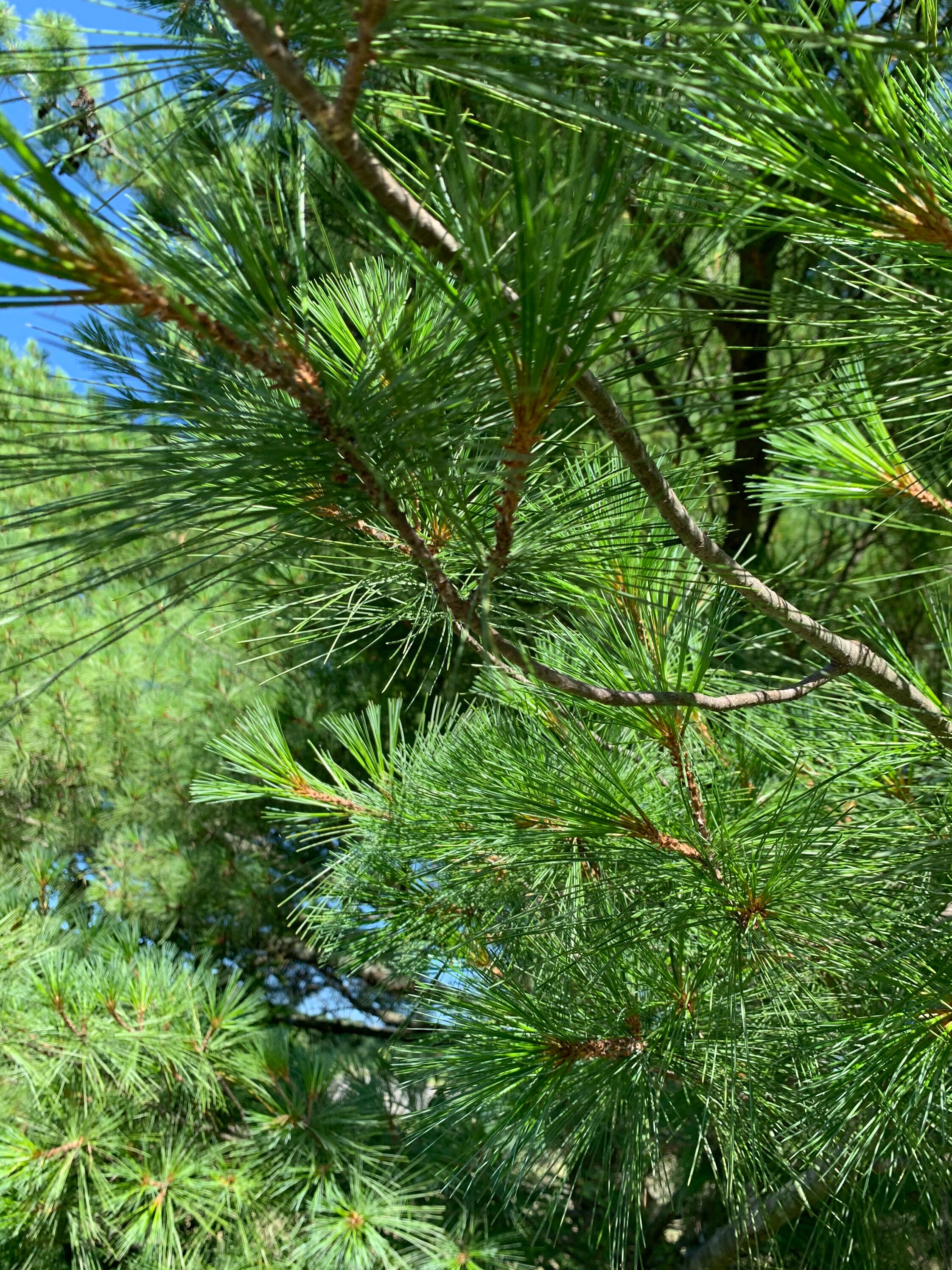 Fresh Eastern White Pine Needles Pine Needle Tea Suramin Fresh Etsy UK