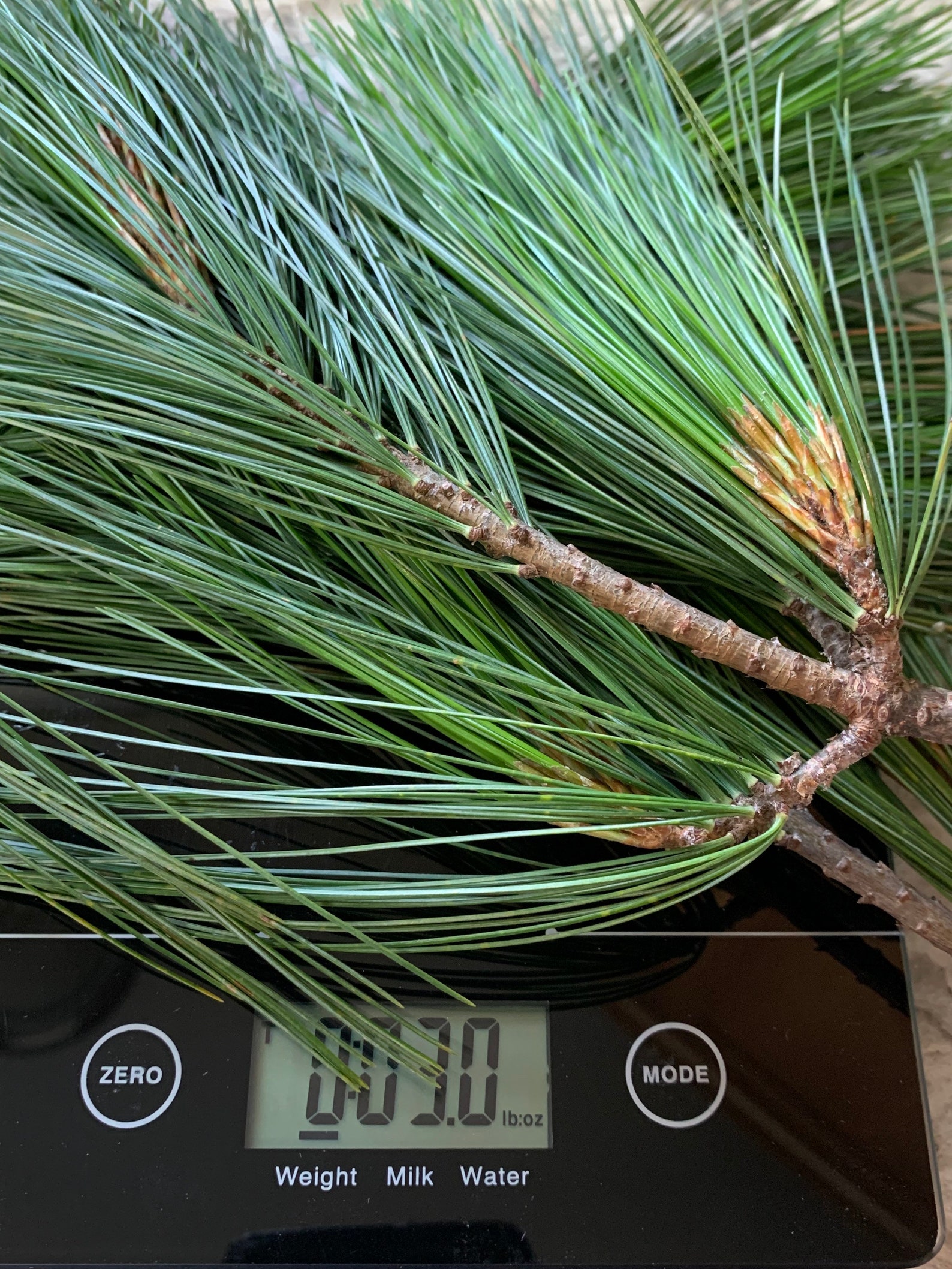 Eastern White Pine Clusters Pine Needle Tea Organic Fresh Etsy