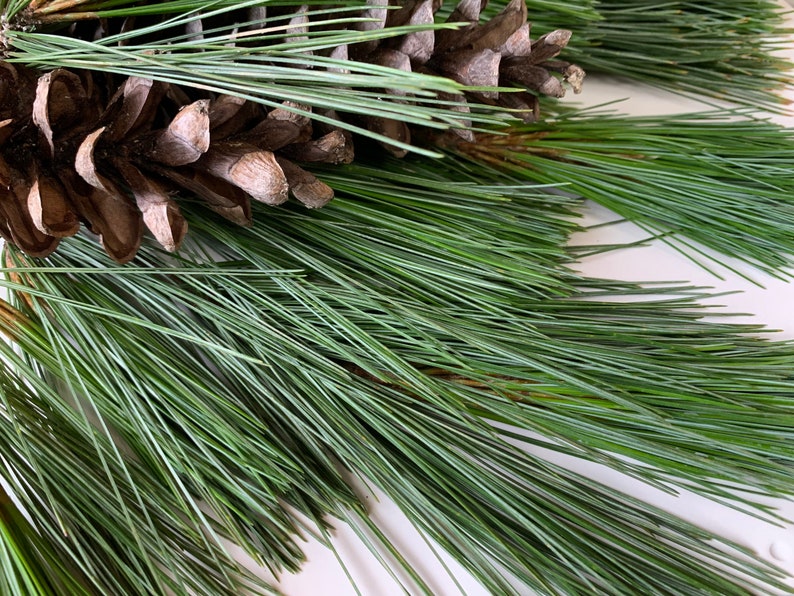 Eastern White Pine Clusters Pine Needle Tea Organic Fresh Etsy