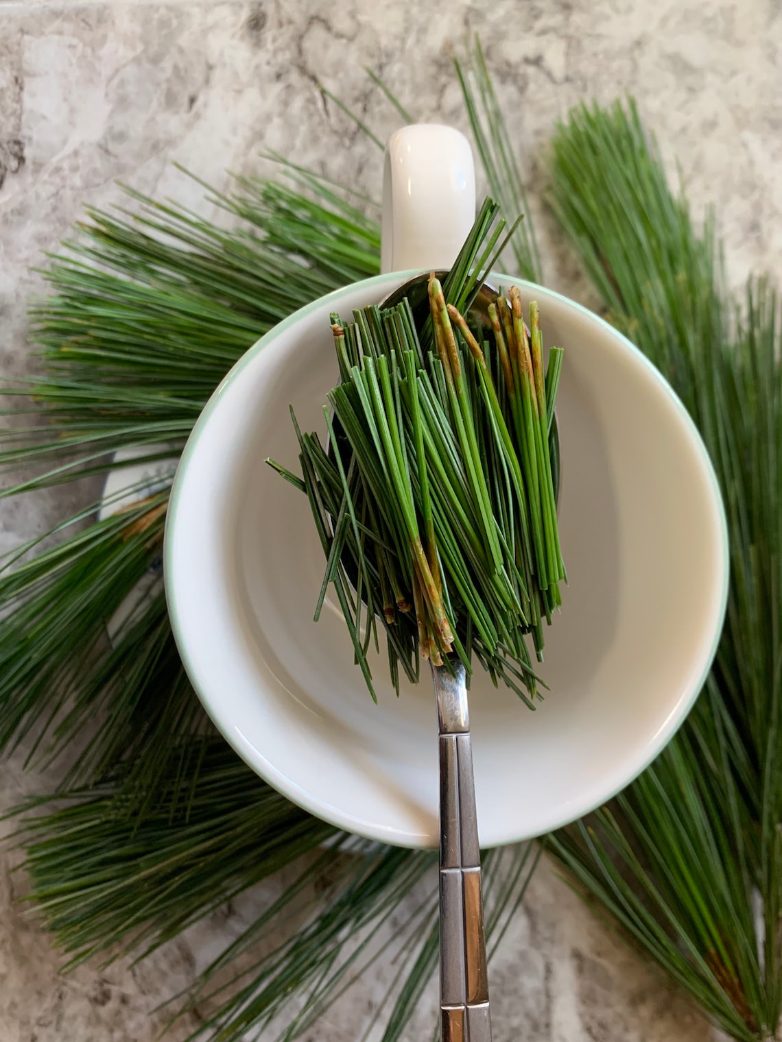 Eastern White Pine Clusters Pine Needle Tea Organic Fresh Etsy