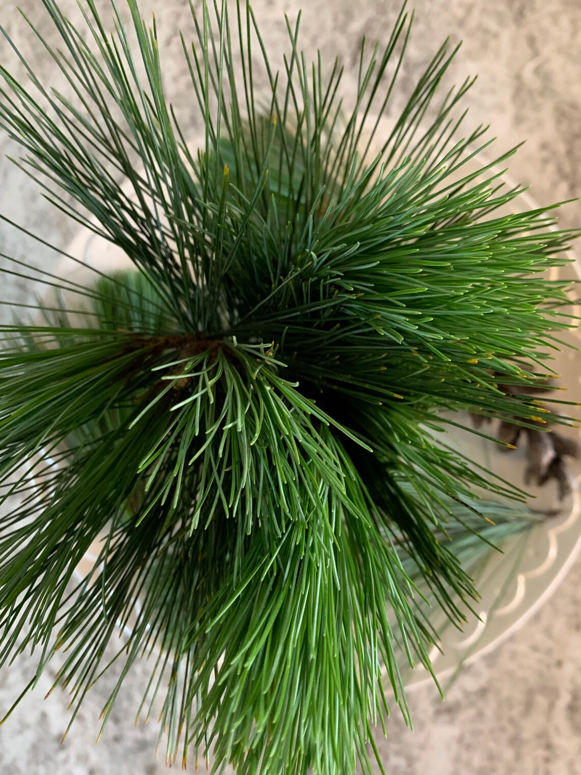 Eastern White Pine Clusters Pine Needle Tea Organic Fresh Etsy