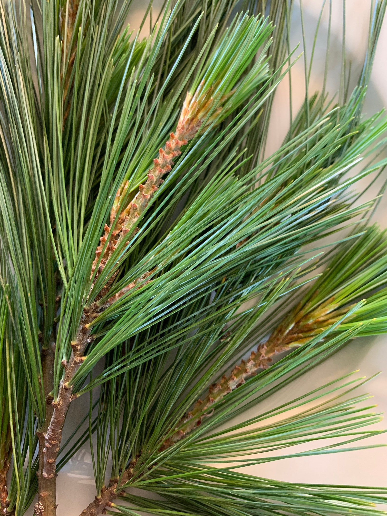 Fresh Eastern White Pine Needles Pine Needle Tea Suramin Fresh Etsy UK