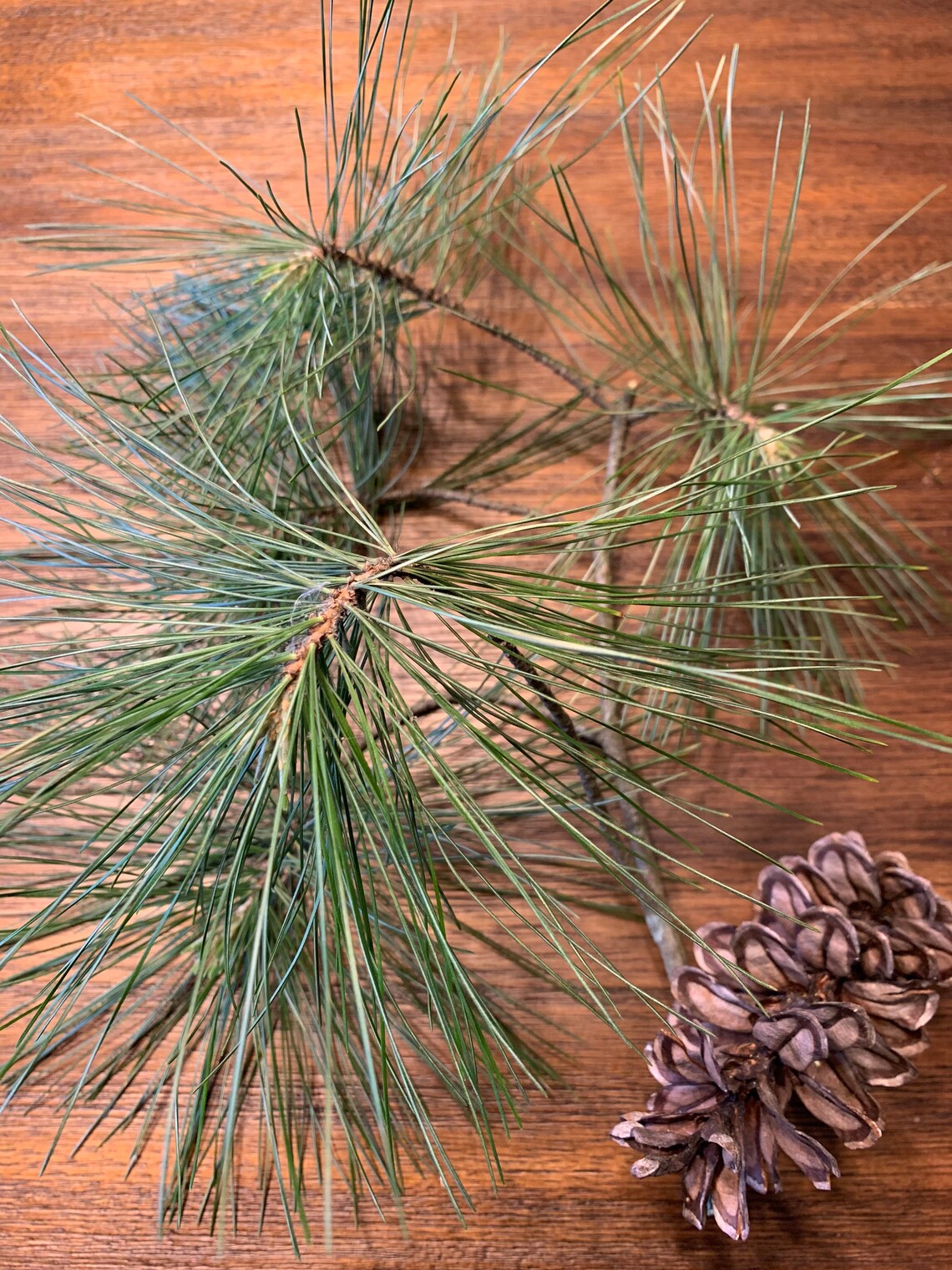Fresh Eastern White Pine Needles Pine Needle Tea Suramin Fresh Etsy