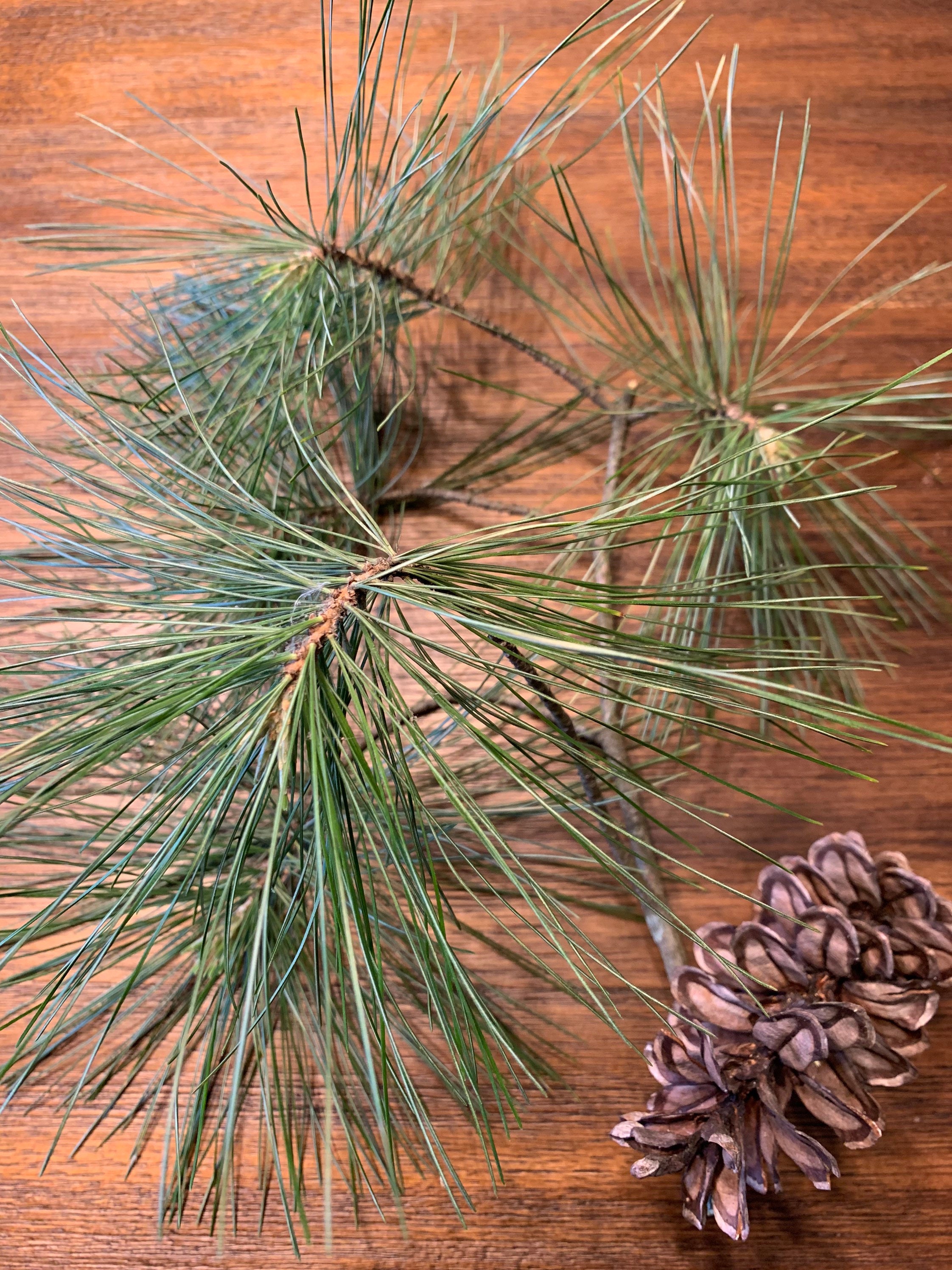 pine needles