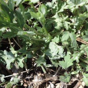 Mugwort Artemisia Vulgaris Plant: Naturally Grown Starter Plant