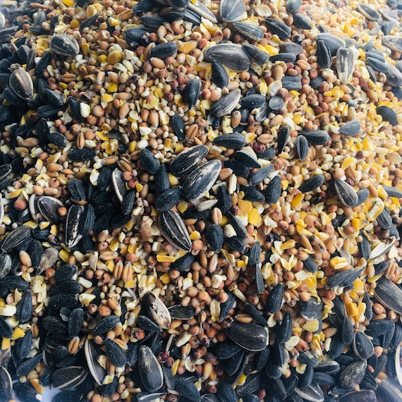 Mélange de graines de tournesol noires et rayées pour oiseaux sauvages